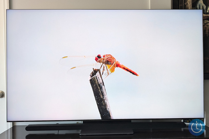 Picture of the WN900D showing 4K upscaled content: an image of a dragon fly in the show Our Living World.