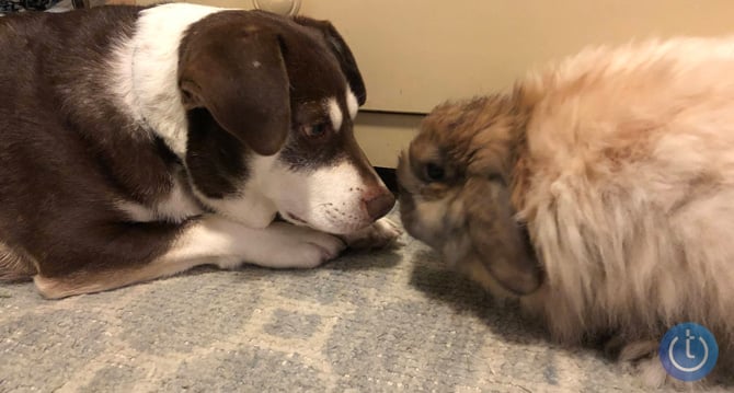 Photos of a dog and bunny facing each other.