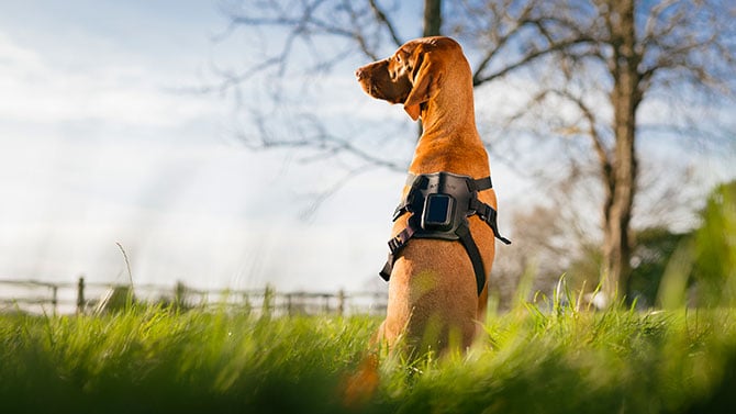 A dog wears a harness with the SatellAI tracker.