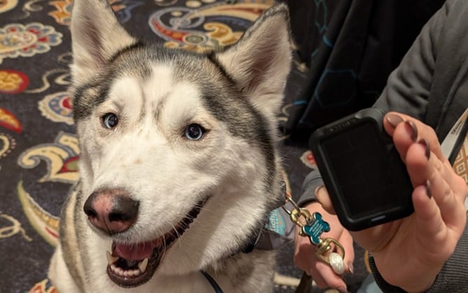 A husky sits next to the SATELLAI Tracker